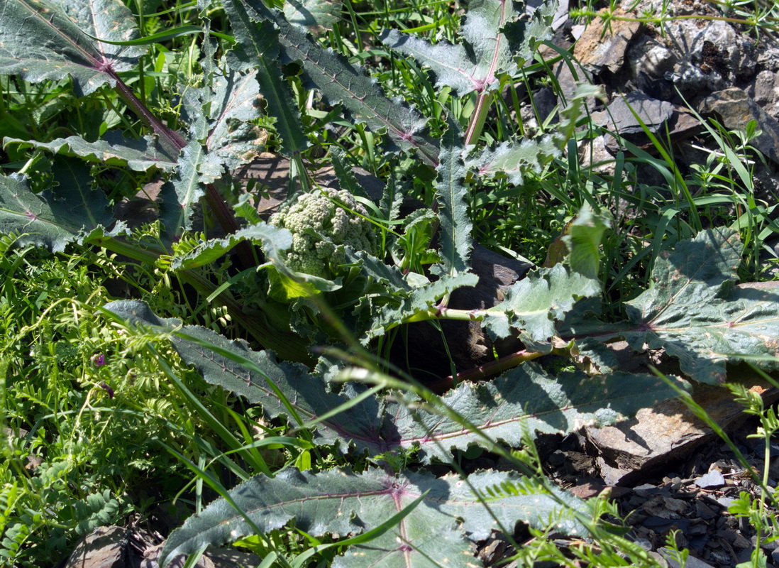 Image of Heracleum grandiflorum specimen.