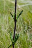 Silene baschkirorum