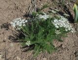 Schrenkia golickeana