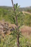 Potentilla pedata