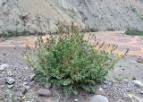 View full-size image Corydalis pseudoadunca