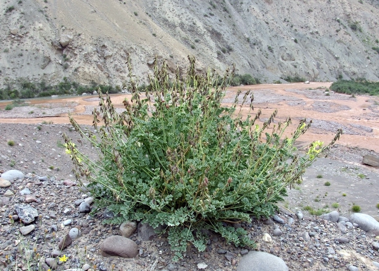 Image of Corydalis pseudoadunca specimen.