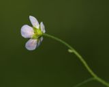 View full-size image Trigonotis myosotidea