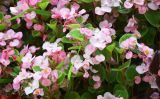 Begonia &times; hortensis