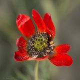 Adonis flammea