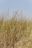 Allium praescissum. Цветущее растение среди Elytrigia repens. Крым, Керченский п-ов, окр. пос. Приморский, нарушенная полынно-типчаковая степь. 6 июля 2025 г.