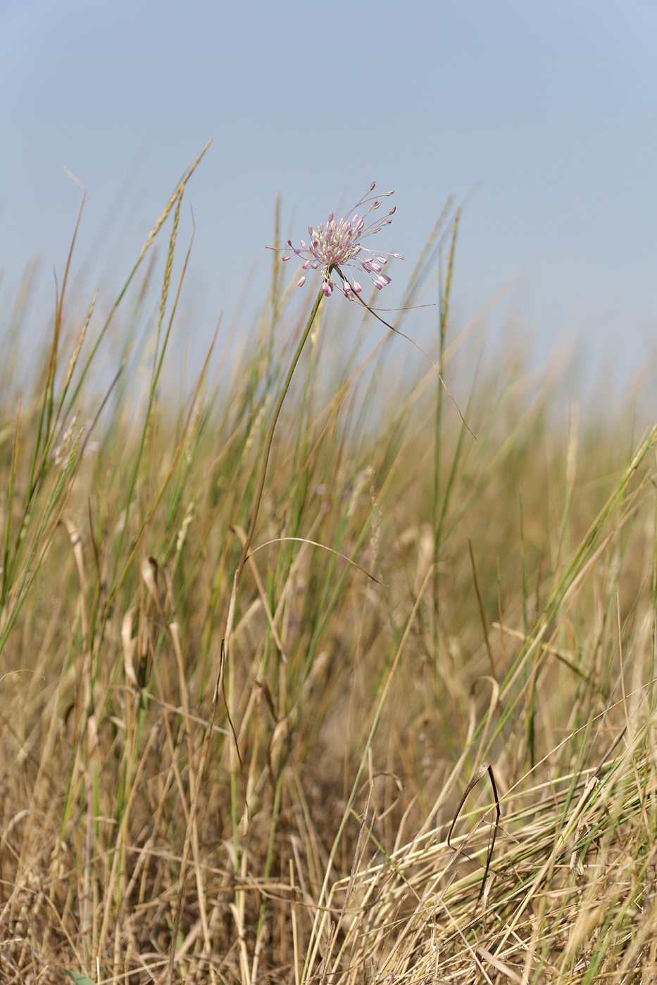 Изображение особи Allium praescissum.