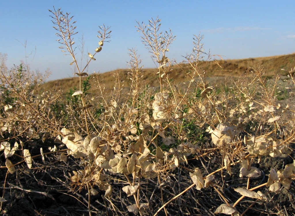 Изображение особи Lepidium perfoliatum.