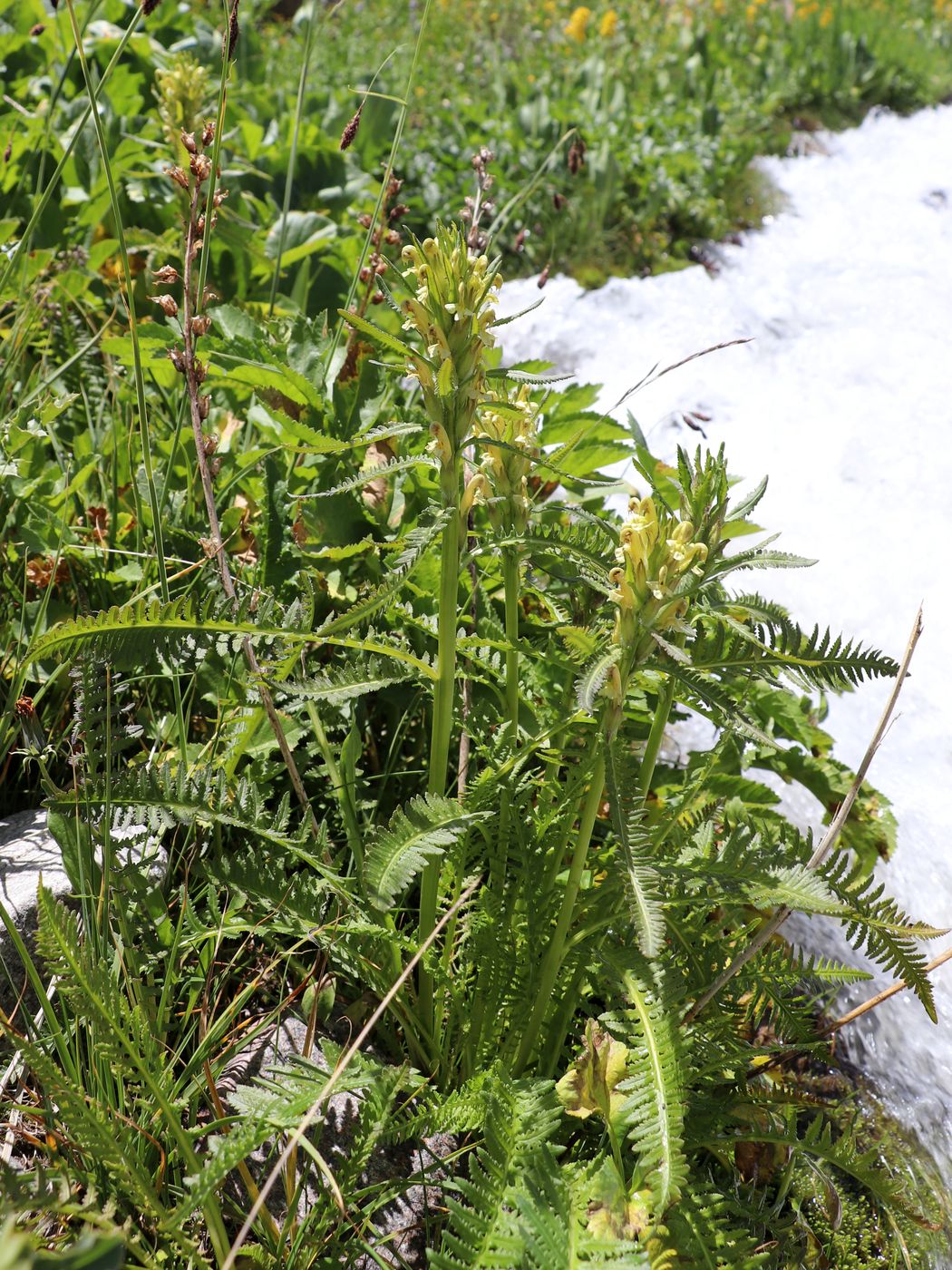 Image of Pedicularis allorrhampha specimen.