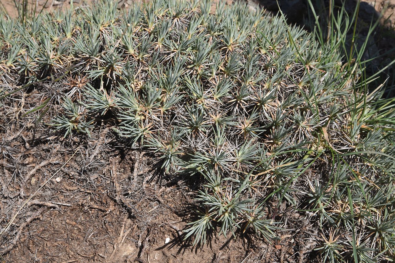 Image of genus Acantholimon specimen.
