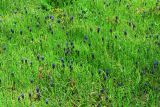 Muscari leucostomum. Заросли цветущих растений. Узбекистан, г. Ташкент, Ботанический сад им. Ф.Н.Русанова, в культуре. 03.04.2022.