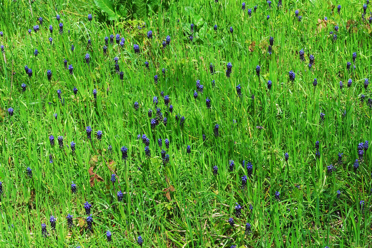 Image of Muscari leucostomum specimen.