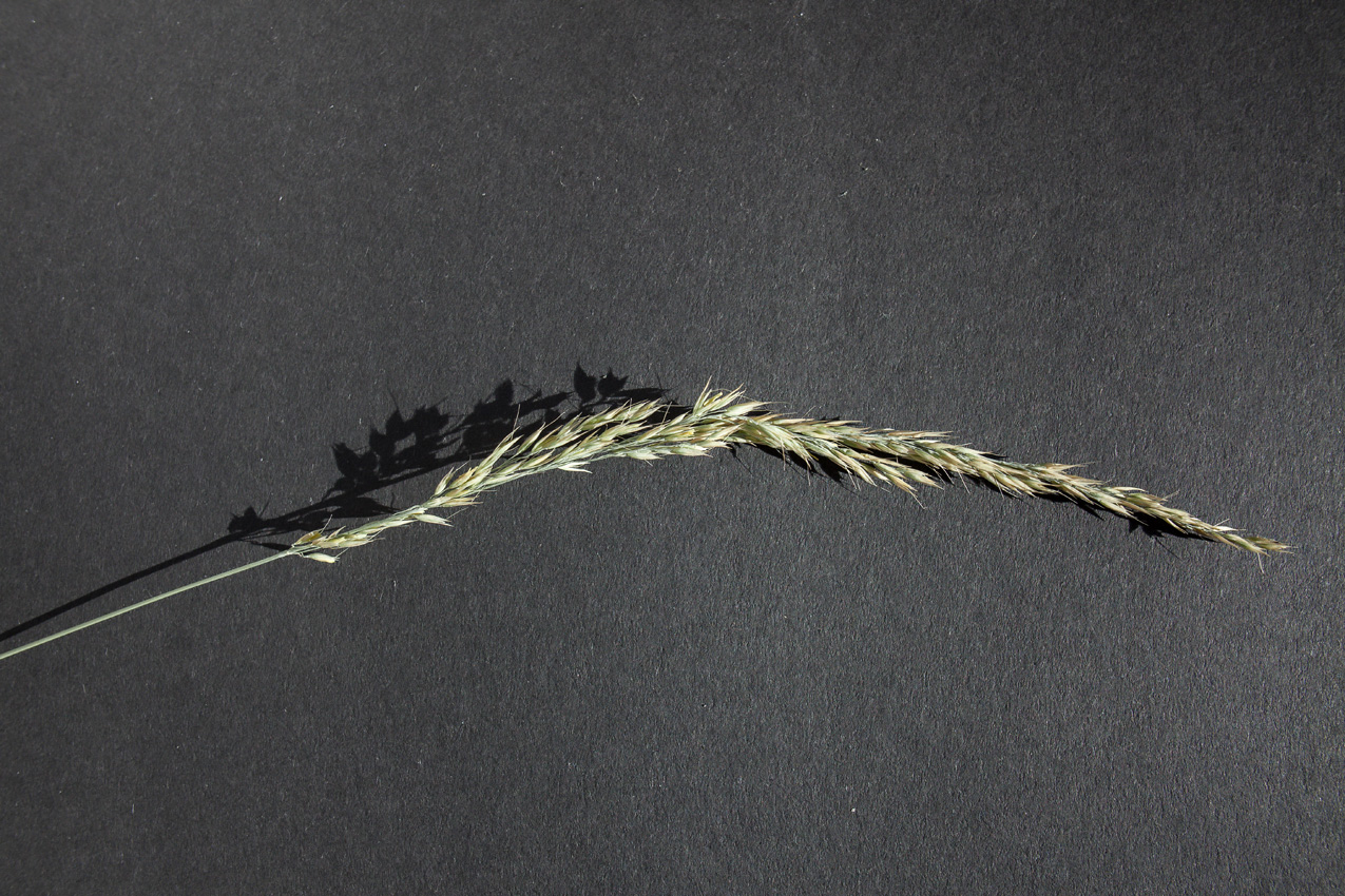 Image of Calamagrostis arundinacea specimen.