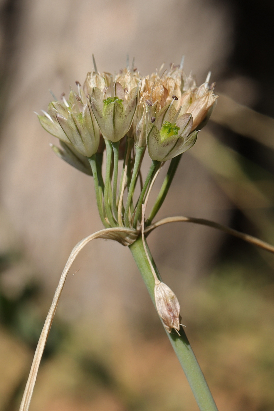 Изображение особи Allium rupestre.
