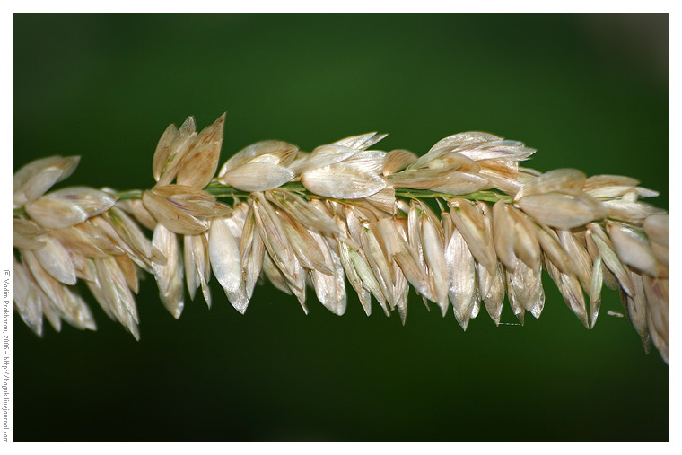 Изображение особи Melica altissima.