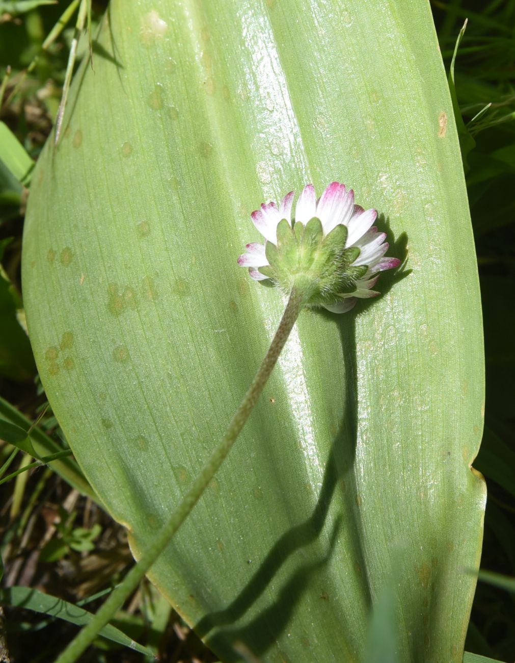 Image of Unknown species specimen.