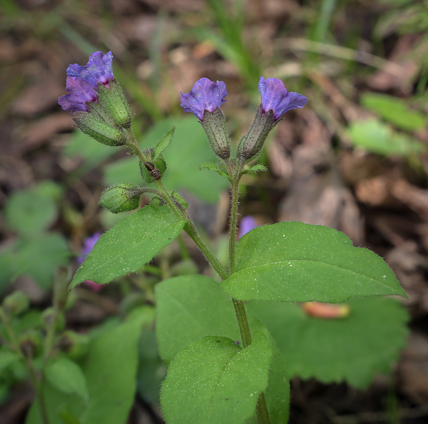 Изображение особи Pulmonaria obscura.