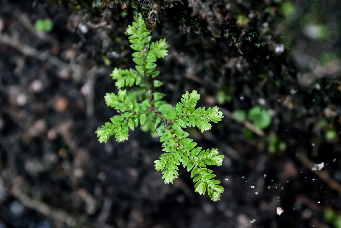 Изображение особи Selaginella uncinata.