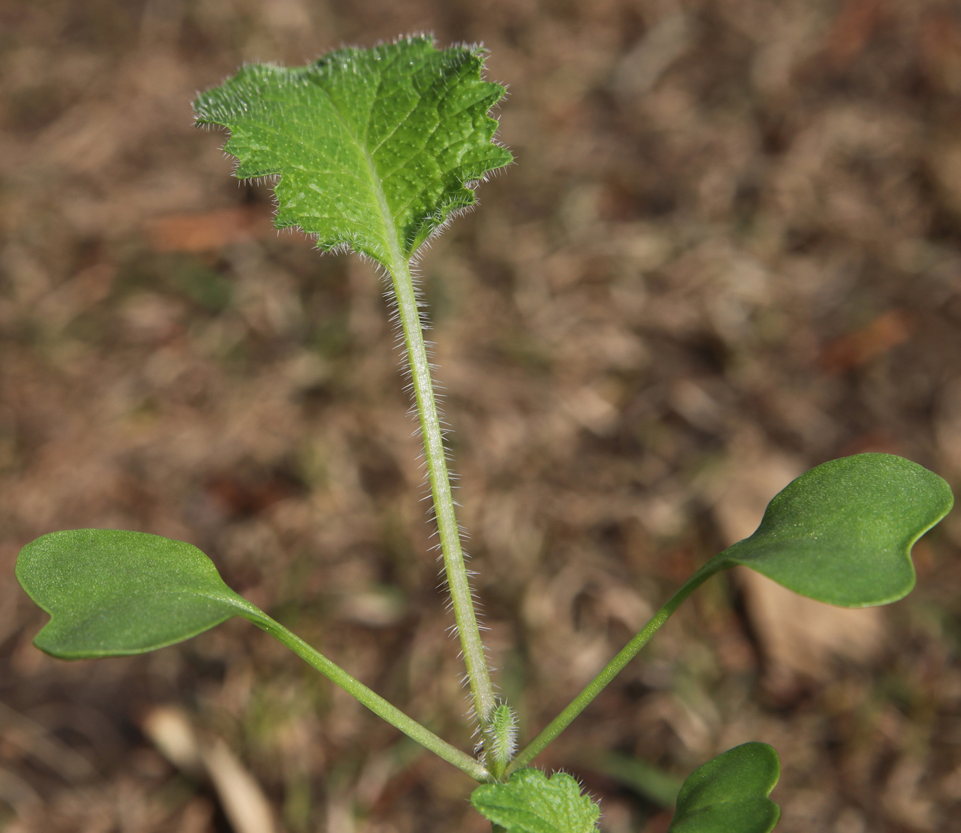 Image of Crambe cordifolia specimen.