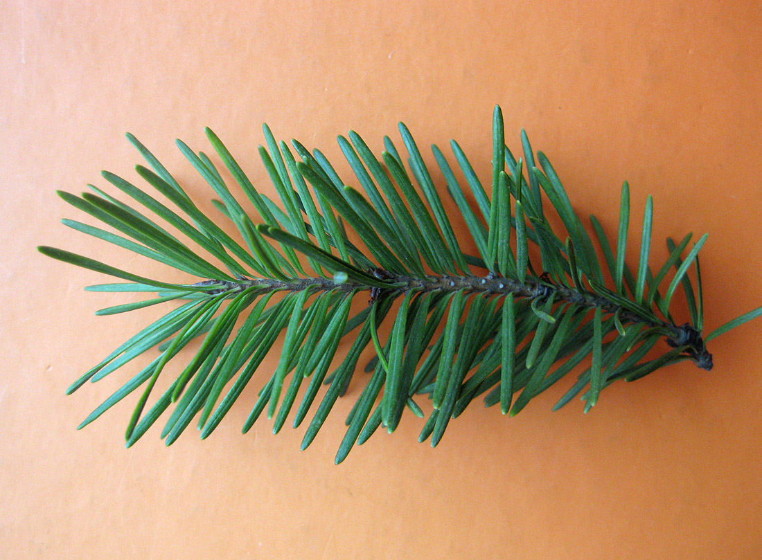 Изображение особи Pseudotsuga menziesii.