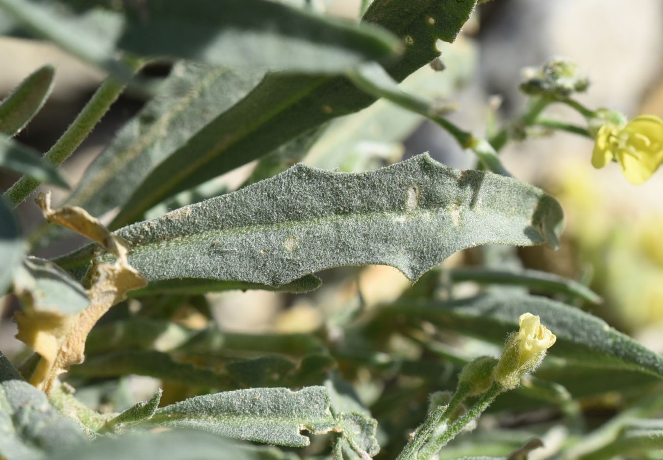 Image of familia Brassicaceae specimen.