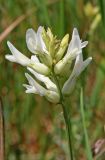 Astragalus albicaulis