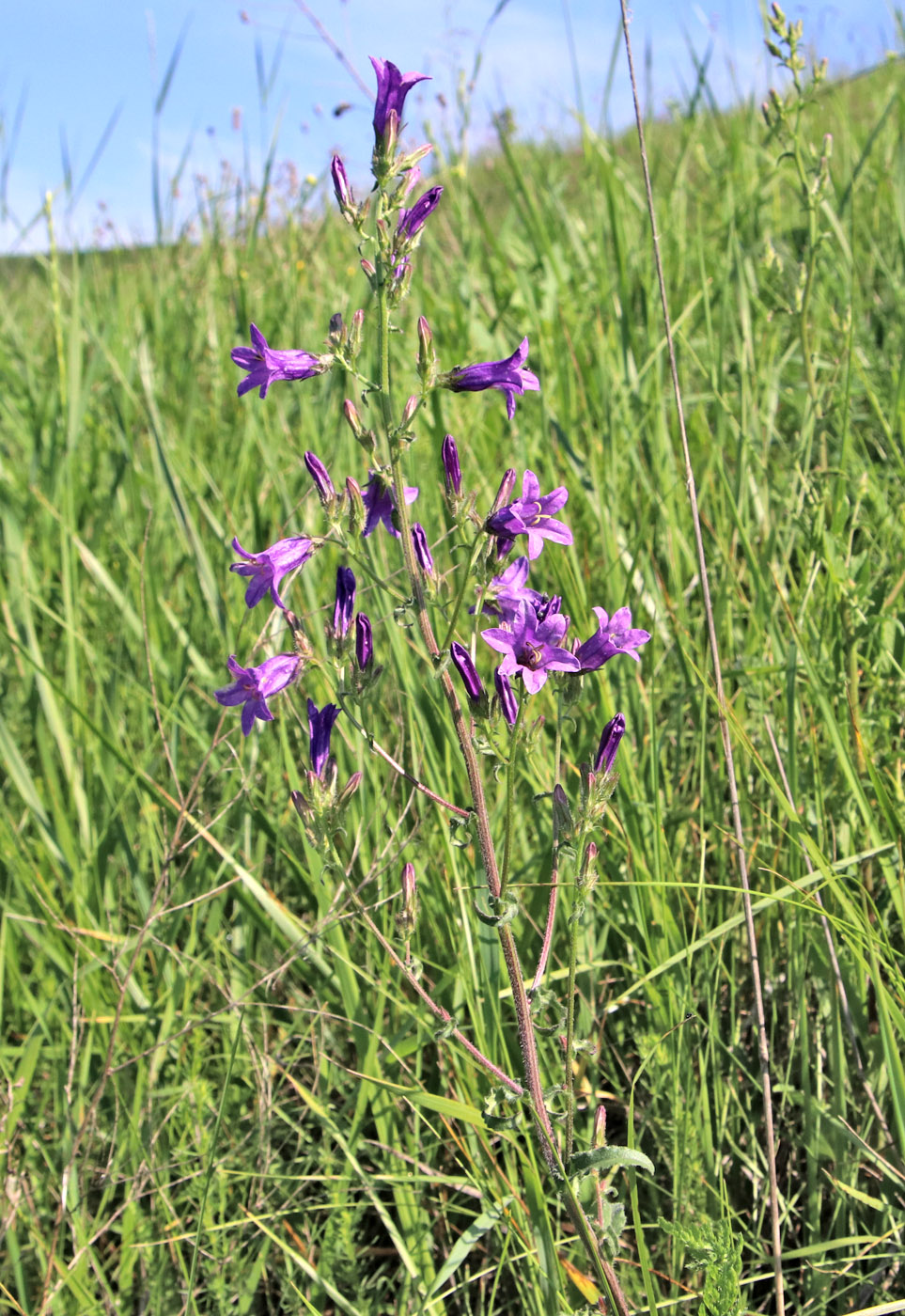 Изображение особи Campanula sibirica.