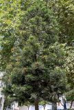 Araucaria heterophylla. Крона взрослого дерева с микростробилами. Португалия, округ Лейрия, пос. Назаре, в культуре. 07.08.2025.