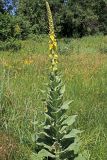 Verbascum thapsus. Цветущее растение. Белгородская обл., Ракитянский р-н, Венгеровское сельское поселение, хут. Донцов; дол. р. Пена, луг за прудом. 13 июля 2021 г.