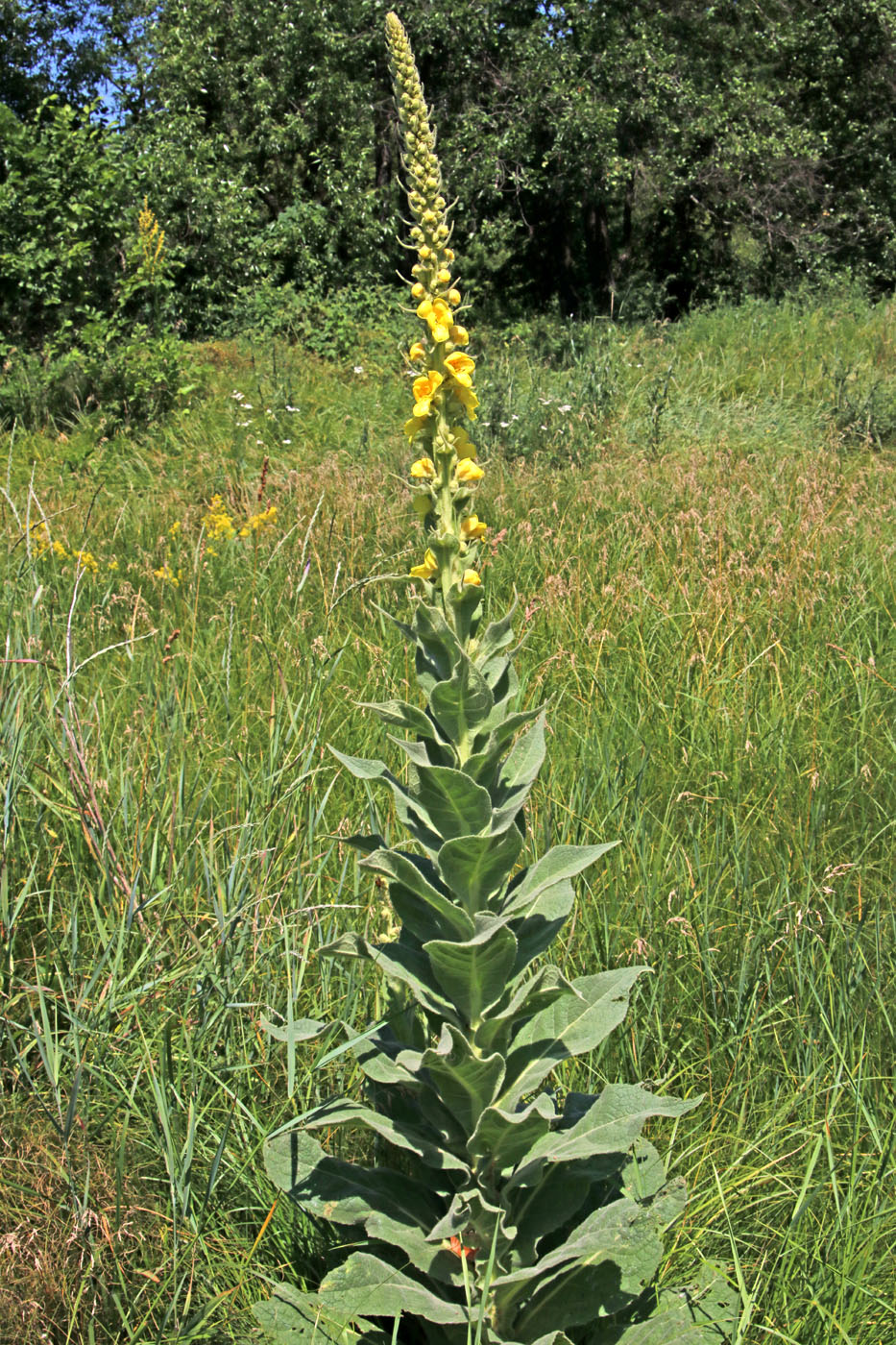 Image of Verbascum thapsus specimen.