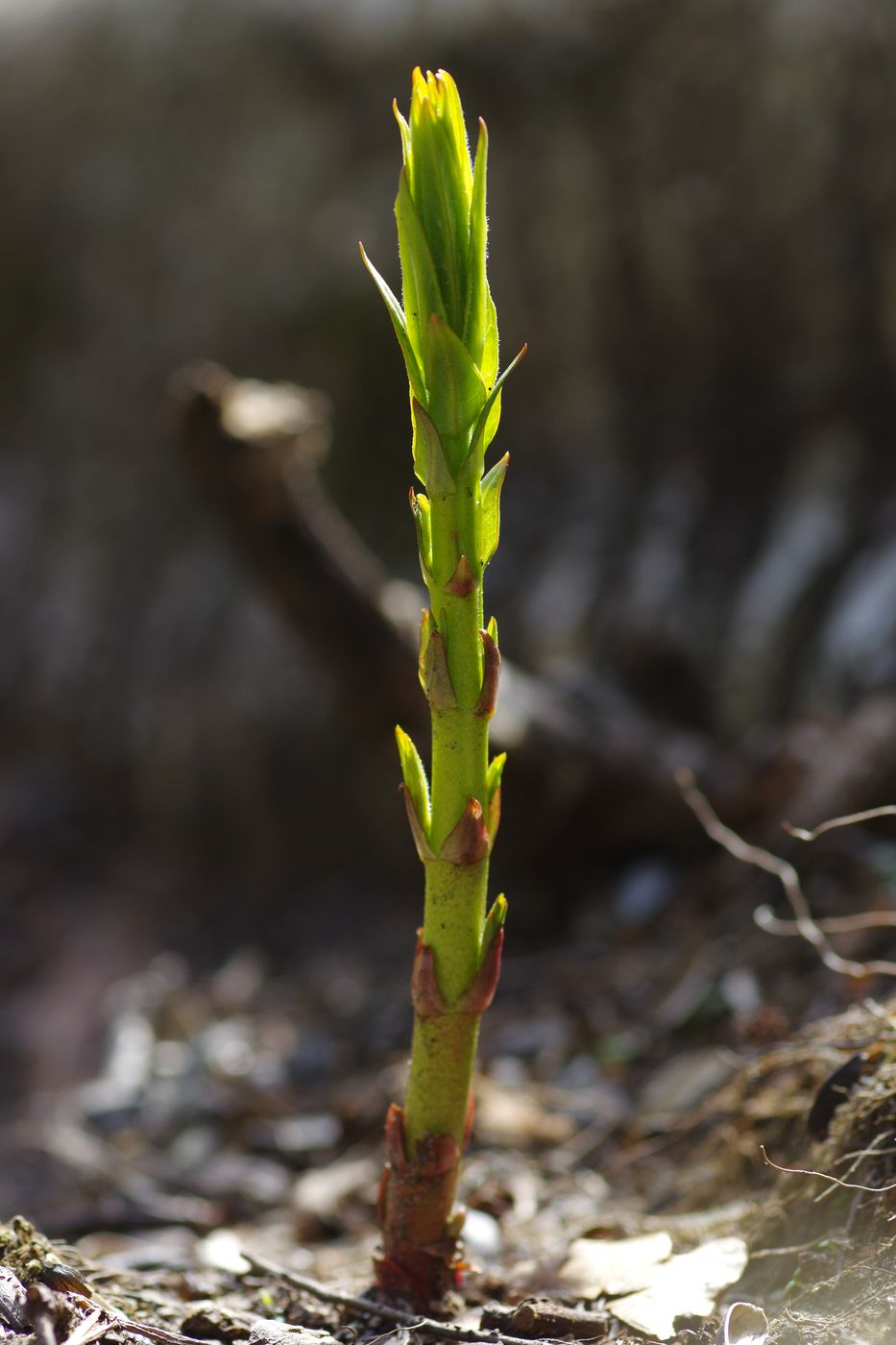 Изображение особи Lysimachia vulgaris.
