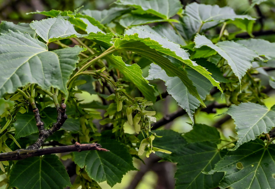 Изображение особи Acer davidii ssp. grosseri.
