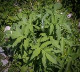 семейство Asteraceae