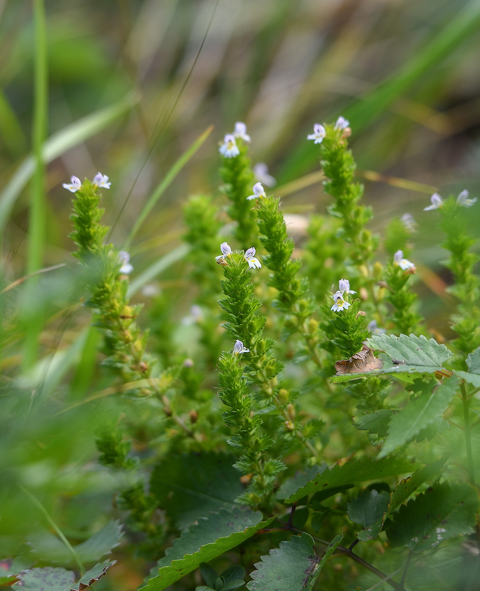 Image of Euphrasia hirtella specimen.