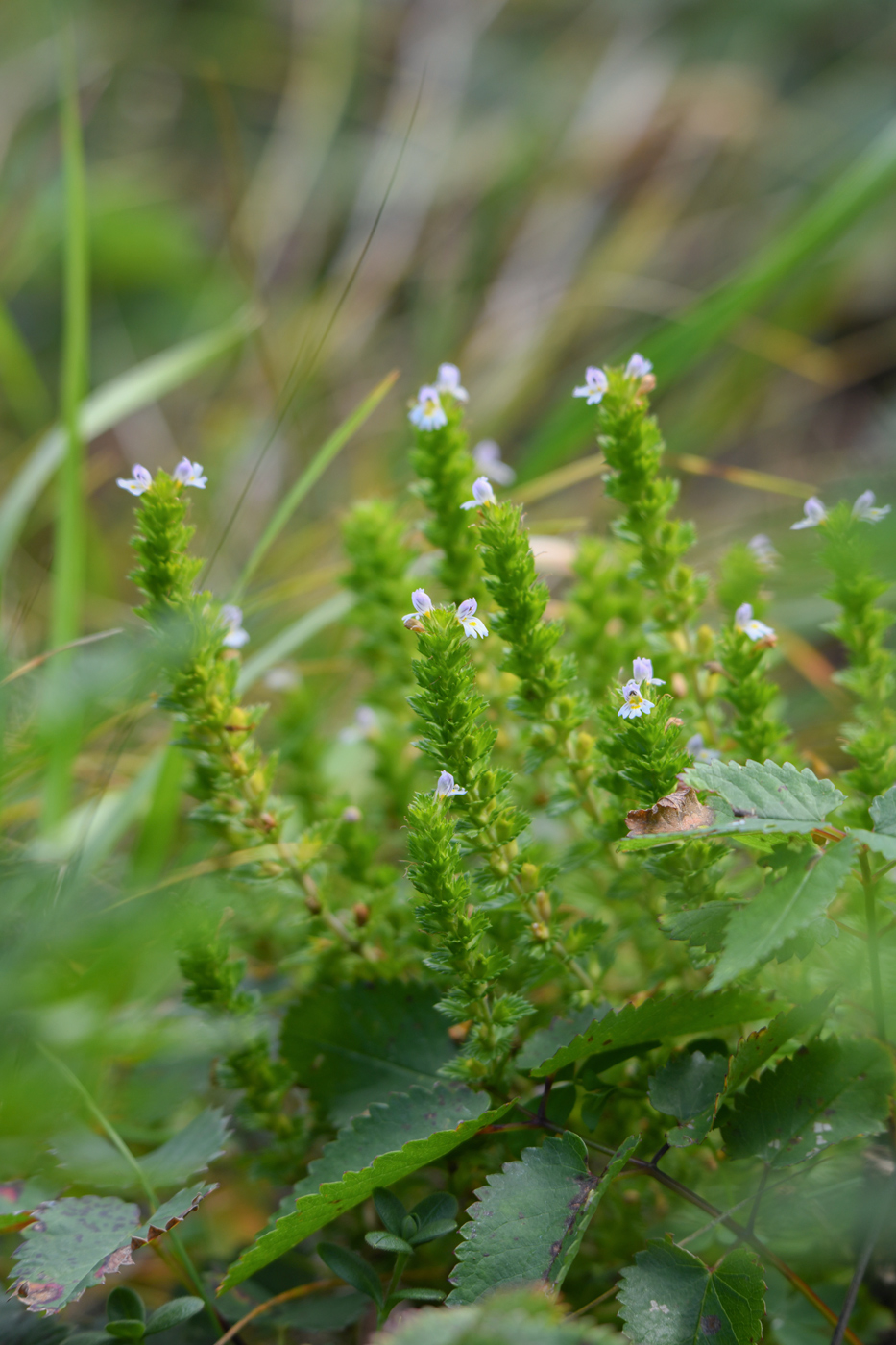 Image of Euphrasia maximowiczii specimen.