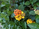 Lantana × strigocamara