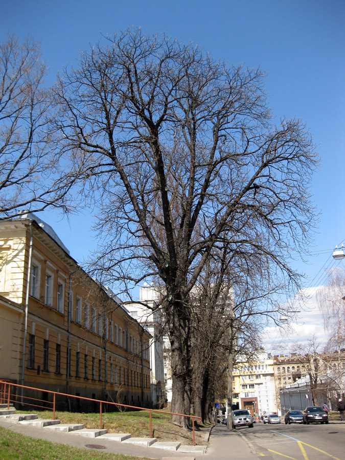 Image of Aesculus hippocastanum specimen.