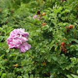 Rosa rugosa. Верхушка побегов с бутонами, цветками и плодами. Челябинская обл., г. Челябинск, ботсад ЧелГУ, в культуре. 08.08.2022.