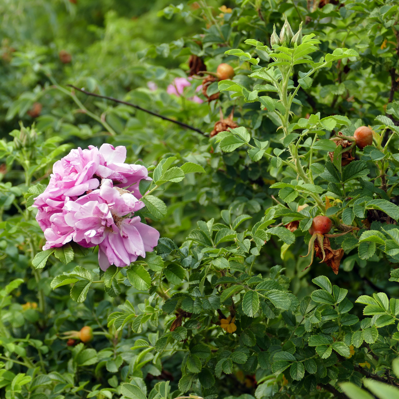 Изображение особи Rosa rugosa.