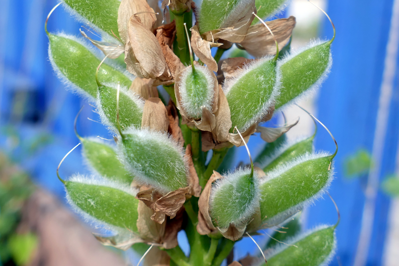 Изображение особи Lupinus polyphyllus.
