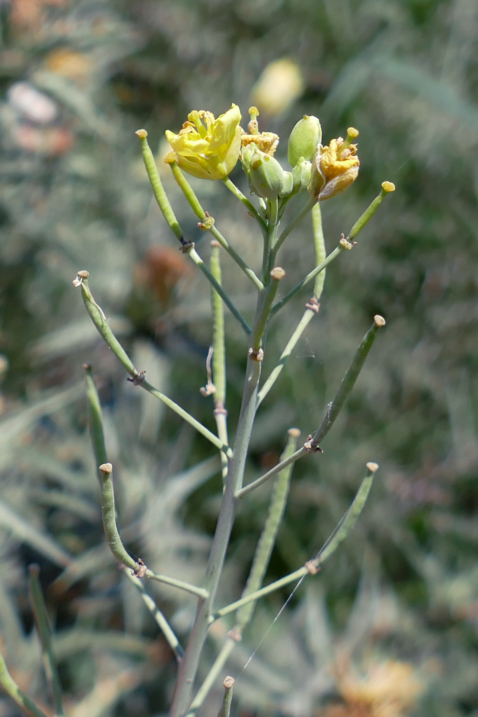 Изображение особи Diplotaxis tenuifolia.