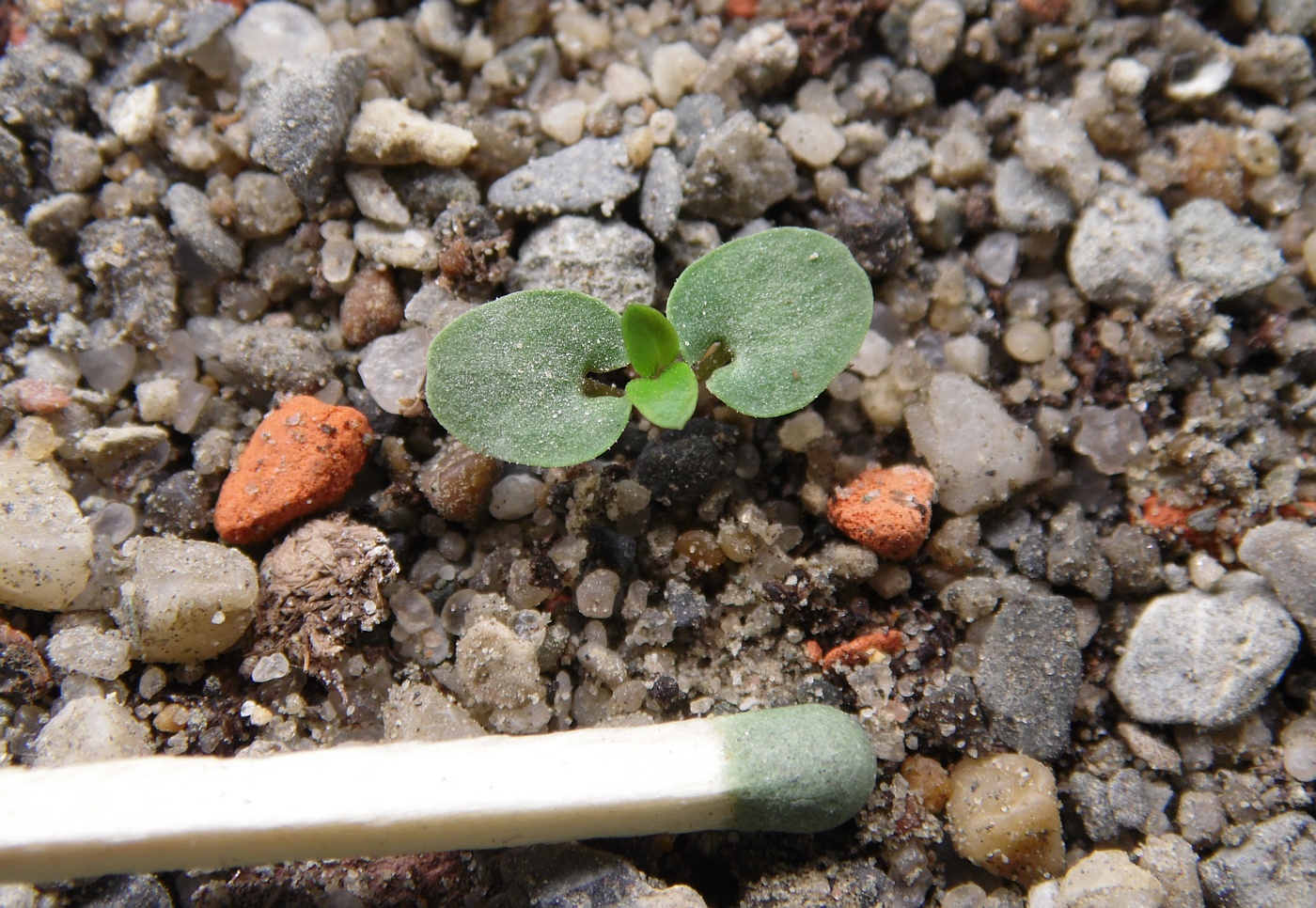 Image of genus Dracocephalum specimen.