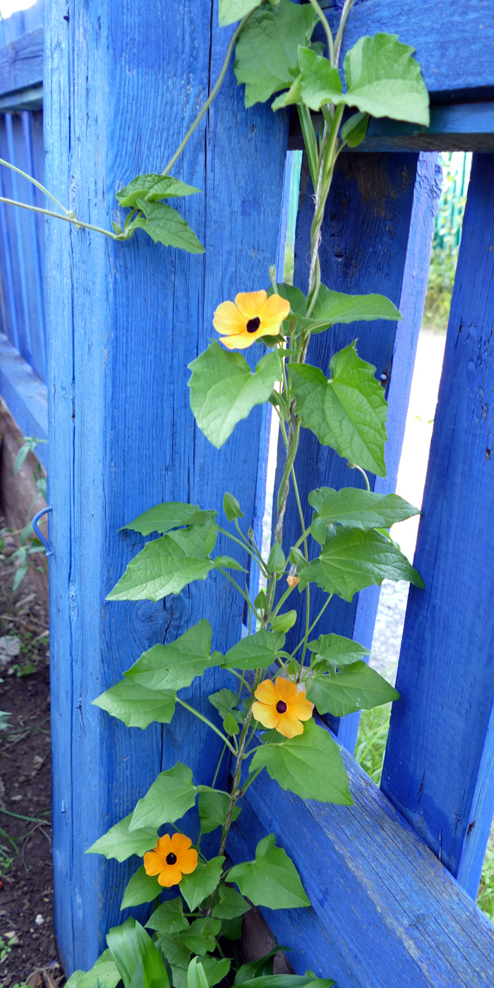Image of Thunbergia alata specimen.