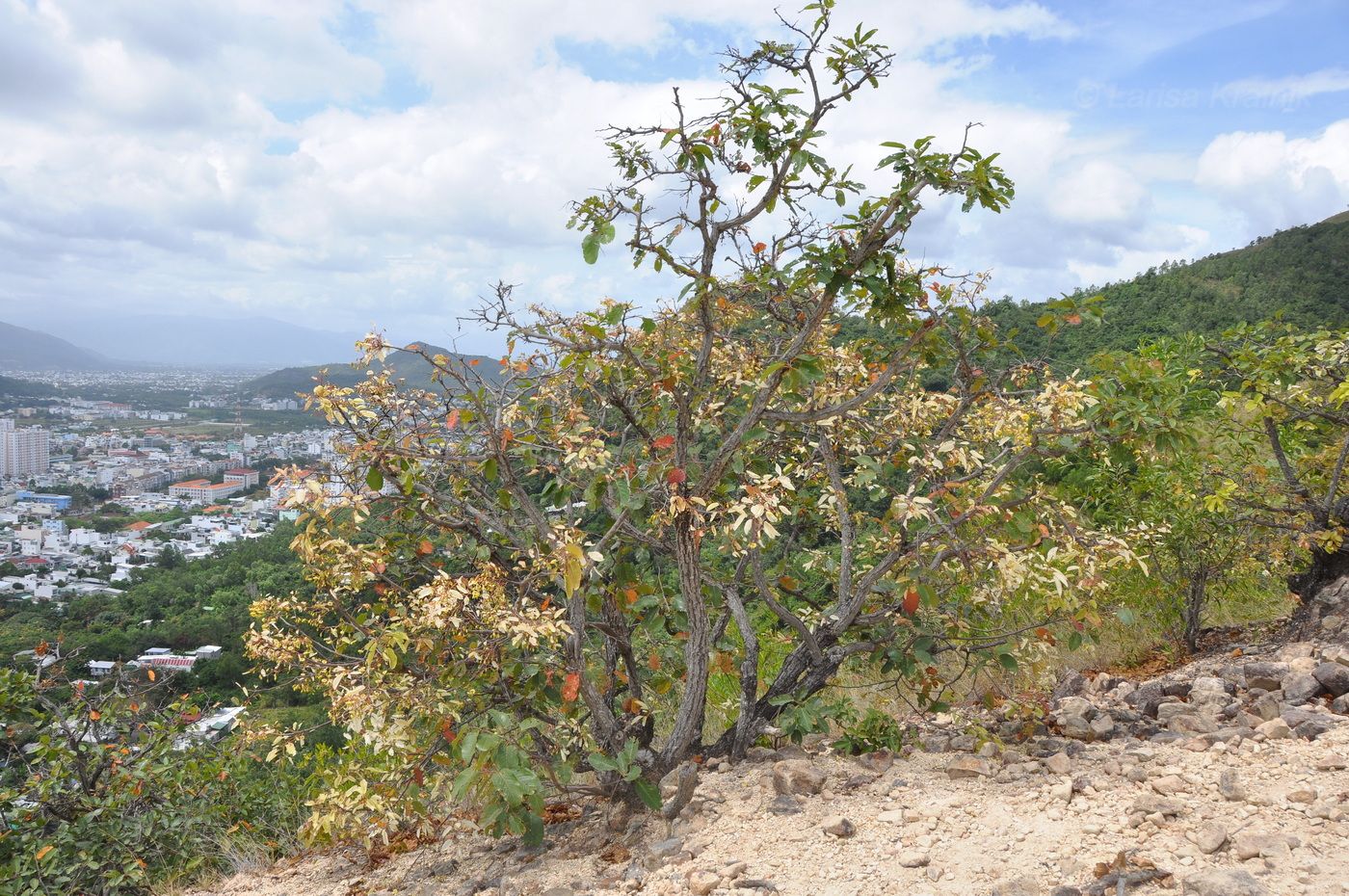 Image of familia Dipterocarpaceae specimen.