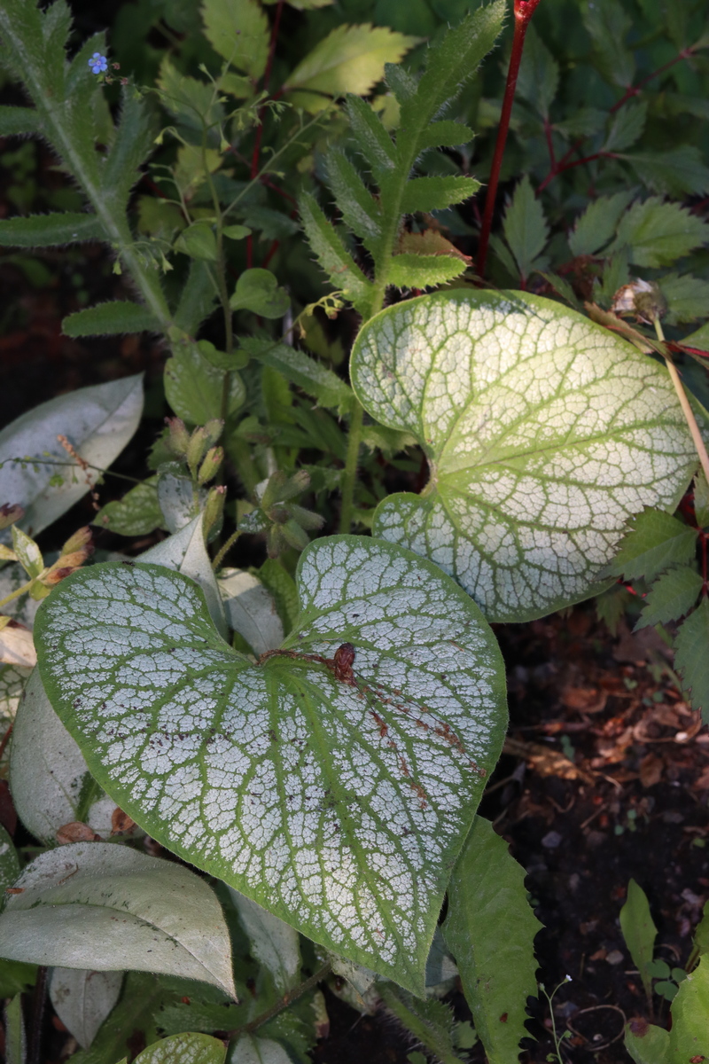 Изображение особи Brunnera macrophylla.