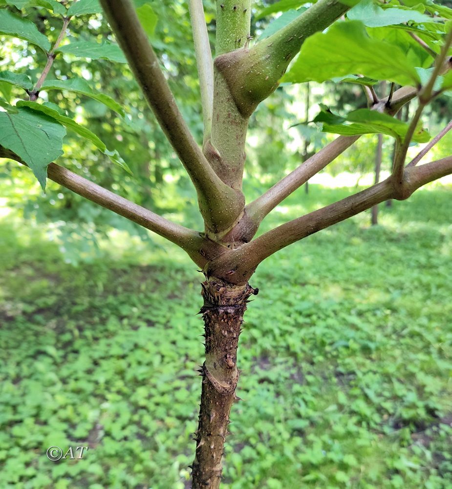 Изображение особи Aralia elata.