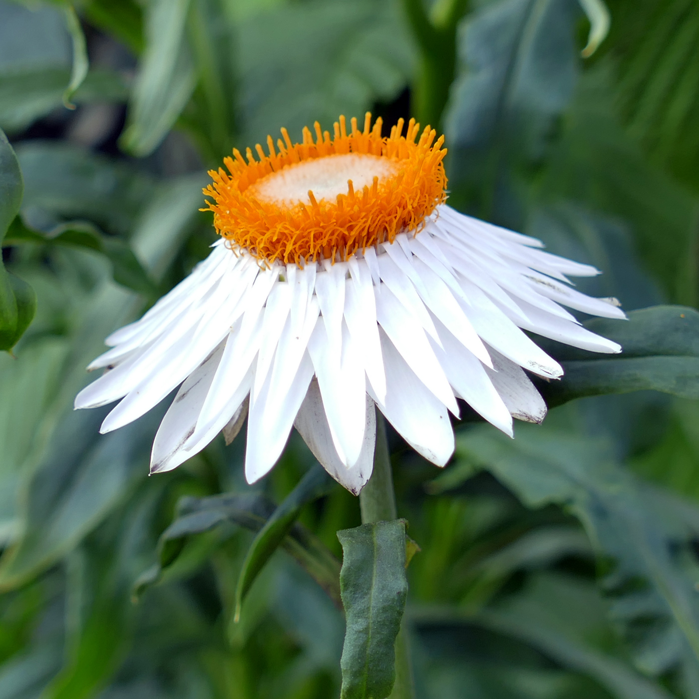 Изображение особи Xerochrysum bracteatum.
