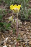 Helianthemum georgicum