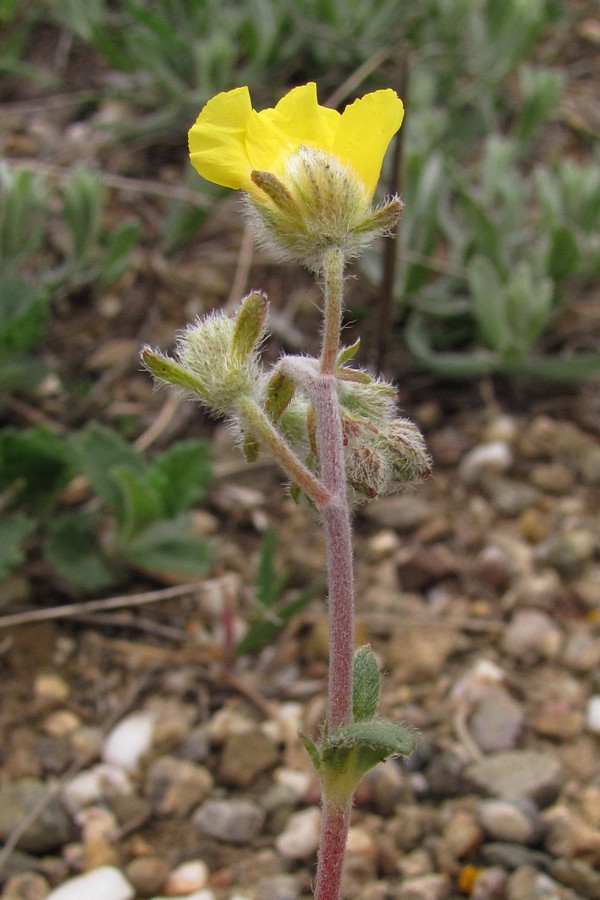 Изображение особи Helianthemum georgicum.