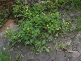 Ranunculus repens